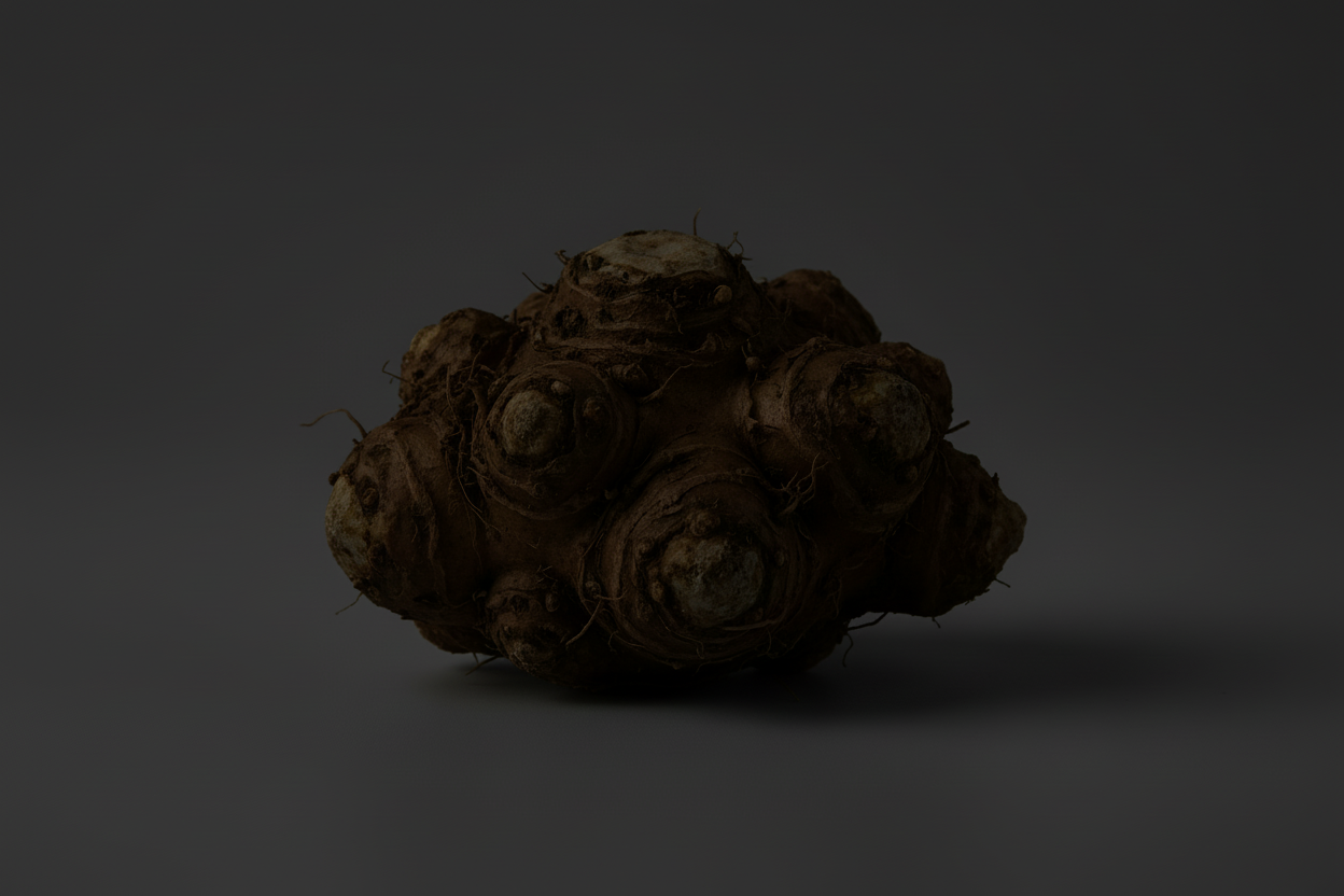 inulin root stock photo ultra realistic